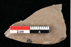 Foto (Detailansicht) von Glyptostrobus europaeus Brongniart (NHMW-GEO-2024-0188-0151)
